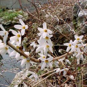 BOWECO VOF : ������ � ������ ������� -