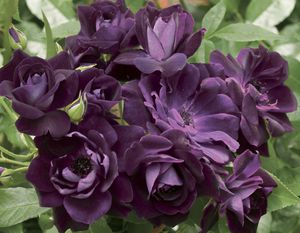 Star� Roses and Plants : ������ � ������ ������� -