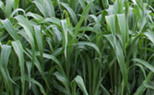 Alta Seeds : ������ � ������ ������� -