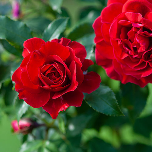 ������ ��� ������� Flowers �� �������� ��� ������ �� �� ����������� ������