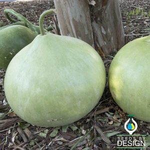 ������ ������ ����� Crown of Thorns Shenot ������� ���������
