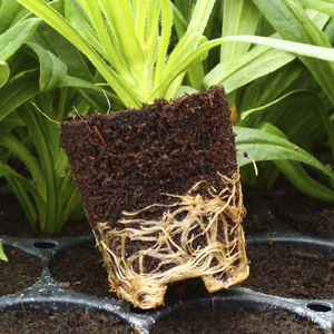 �������� �������� ���� Rootcubes� ������ ����������
