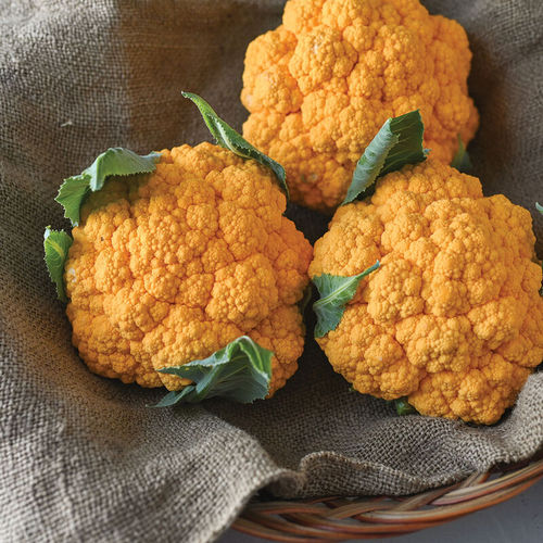 ������ ������ ������� ������� Clementine ������� ������ ���������
