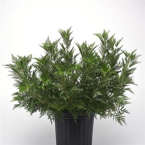 ����������� ��������� �������� Aster novae-angliae Grape Crush ���������� ��� ���� ��� ����������� �������