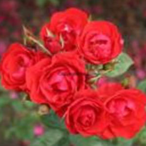 ��������� ��������� � ������ ������� PRINCESS OF WALES�