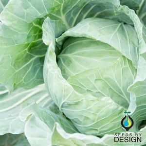 Seeds by Design : ������ � ������ ������� -