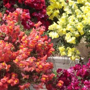 SAKATA ORNAMENTALS EUROPE A/S : ������ � ������ ������� -
