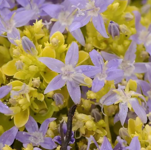����������� ��������� �������� Campanula garganica Dickson's Gold ����� ��� ����� ��� ����