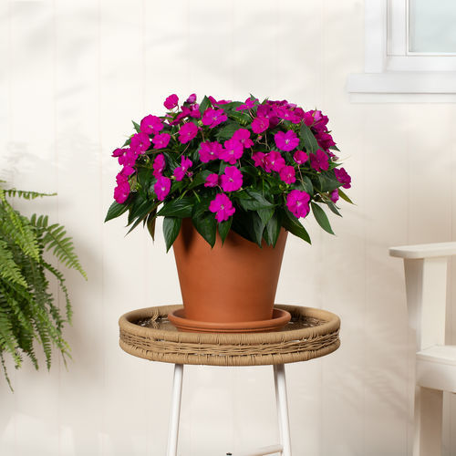 ������� ��������� �������� SunPatiens� Petite ������� ������� ���������