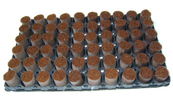 �������� �������� ��������� ���� Coco Plugs� ������ ����� �����