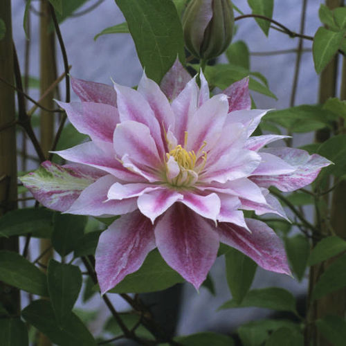 ����������� ��������� �������� Clematis 'Andromeda' ������� ����� ����� ������