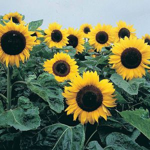 ������ ������ ����� ������ Meadowland ��� ���� ��� ����������� ������� �����