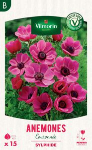 ����������� ��������� �������� Allium Ambassador ���������� ��� ���� ����������