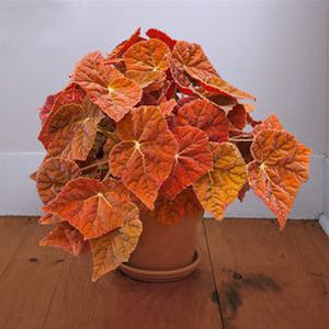 AG 3 Inc : ������ � ������ ������� -