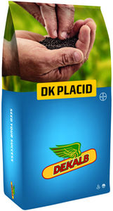 ���������� ������ ������ DK PLACID ���������� � ������ ��������� ���������� � ���������