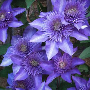 ����������� ��������� �������� TERNIFLORA ����� ��� ���� �������� ��������