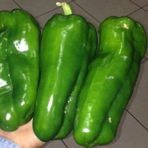 PanDia Seeds : ������ � ������ ������� -