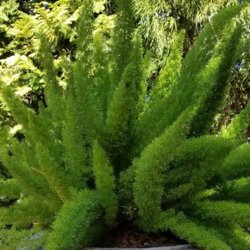 ����������� ������� �������� Foxtail Fern ��� ������� ��� ���� ���������� � ������