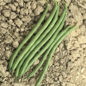CORA SEEDS srl : �������������������� ������ -