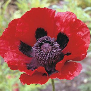 ������� ������ ������ Poppy 'Lilac Pom Pom' ������� ��� ���� ��� �����