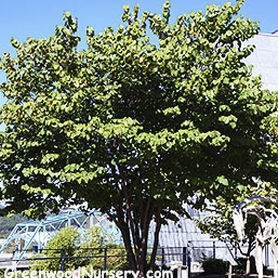 Greenwood : ������ � ������ ������� -