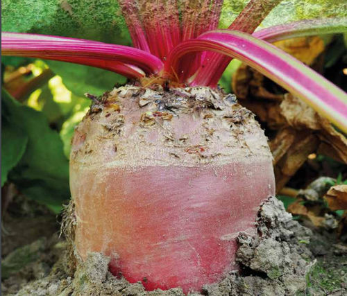 �������� ������ ������ FORTIMO ������� ����������