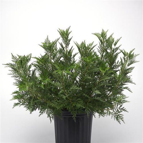 ����������� ��������� �������� Artemisia  SunFern� Olympia ������� ��� ������� ��� ����