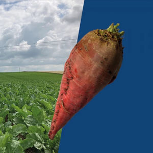 Florimond Desprez : ������ � ������ ������� -