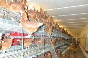 POTTERS POULTRY LTD : �������������� -