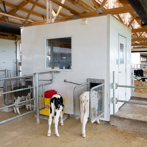 Calf Star : �������������� -