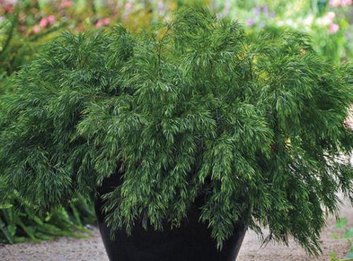 ��������� ��� ������� Acacia Cousin Itt