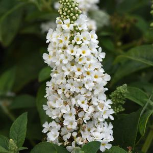 ����������� ��������� �������� Campanula garganica Dickson's Gold ����� ��� ����� ��� ����