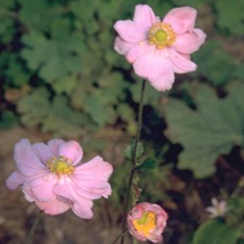 ����������� ��������� �������� MONT ROSE ������� ��� ������ ��� ����