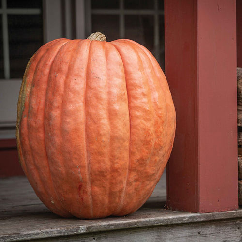 ������ ������ ����� Atlantic Giant ���������� � ������� ������� ���������