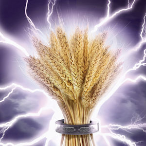Limagraincerealseeds : ������ � ������ ������� -