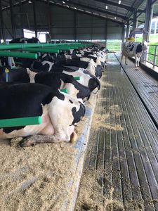 Cow-Welfare : �������������� -