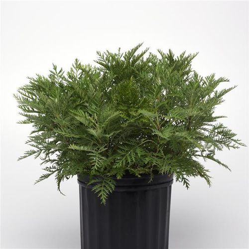 ����������� ��������� �������� Artemisia SunFern� Arcadia ������� ��� ������� ��� ����