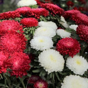 ������� ��������� �������� Angelissa� ����� ������� ����������