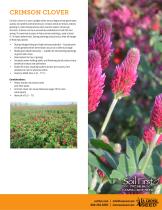 ������������ ������ ������ Crimson Clover ��� �������������� ����� �������