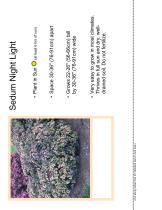 ����������� ��������� �������� Sedum Night Light ���������� ������ �������