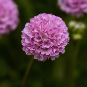 Peace Tree Farm : ������ � ������ ������� -