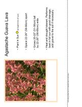 ����������� ��������� �������� Agastache Guava Lava ��������� ��� ���� ��� ����������� �������