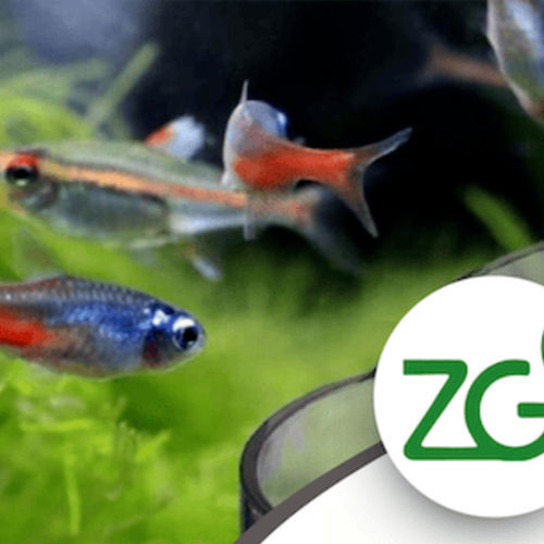 ������� �������� ��� ���� Zeofish �����
