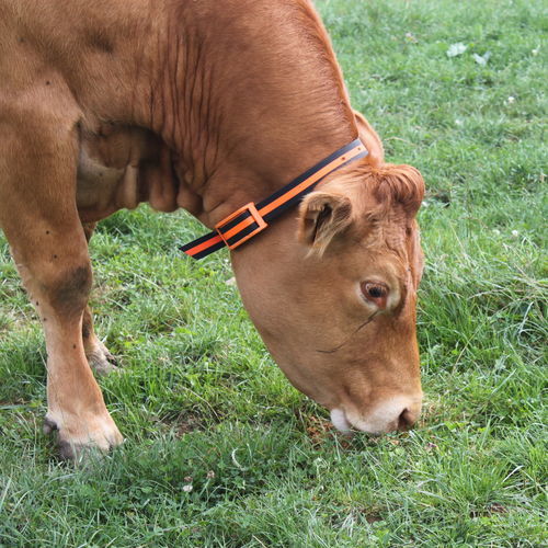 ����� RFID ��� ����������� �����