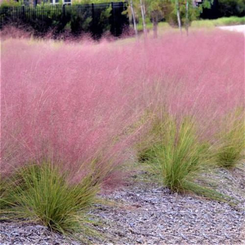 ����������� ������� �������� Pink Muhly ��� ���� ��� ������ ��� �������� ���������