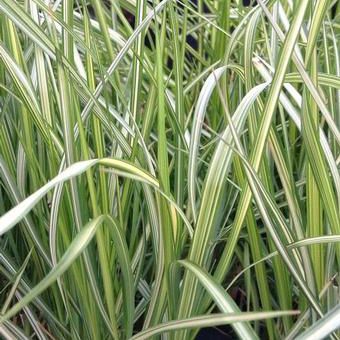 ����������� ������� �������� Calamagrostis x acutiflora Eldorado ��� ����