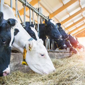������� ���������� ��� ����� COWcontrol � ��������� ��������