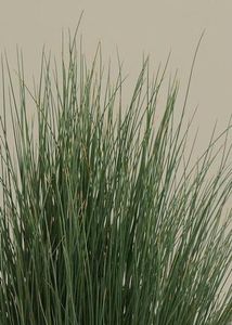 ����������� ������� �������� Calamagrostis x acutiflora Eldorado ��� ����