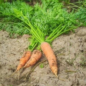 Seeds by Design : ������ � ������ ������� -