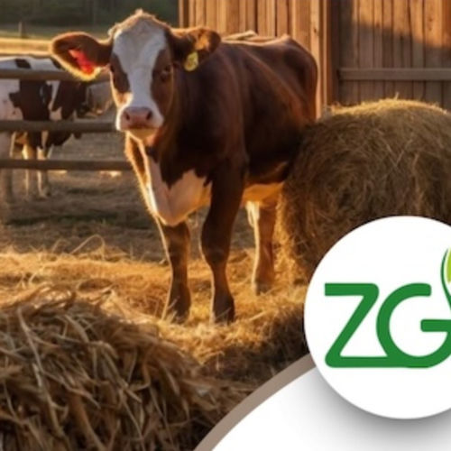 �������� ������� ��� �������� ZeoBedding ��� �������� �������� ����� ��� �������� ����� �����